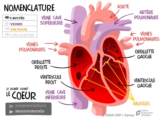 Le Monde Vivant : Le Coeur