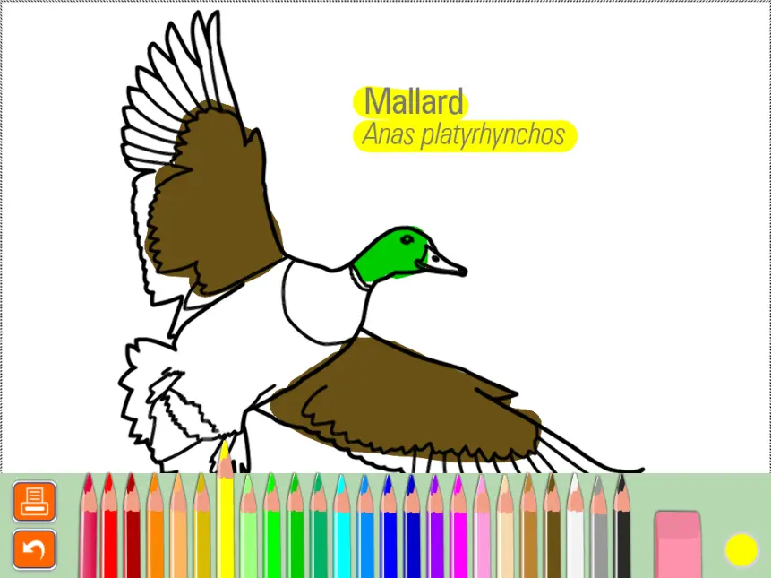 Wetlands Coloring Book