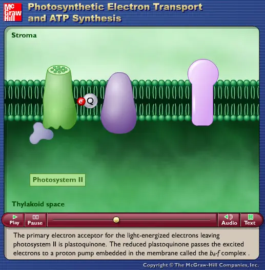 Photosynthetic Electron Transport and ATP Synthesis