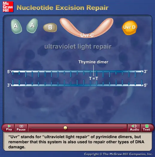 Nucleotide Excision Repair