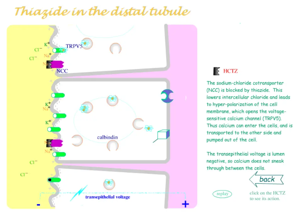 Thiazide diuretics