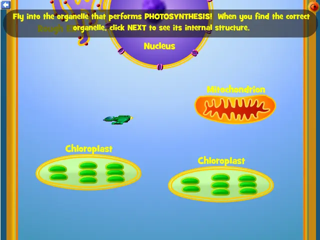 Photosynthesis Interactive!