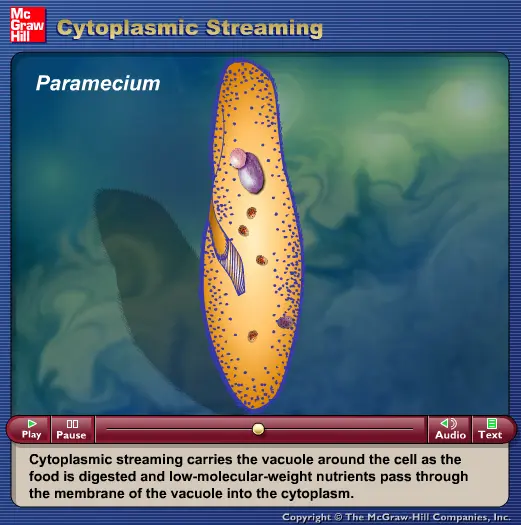 Cytoplasmic Streaming