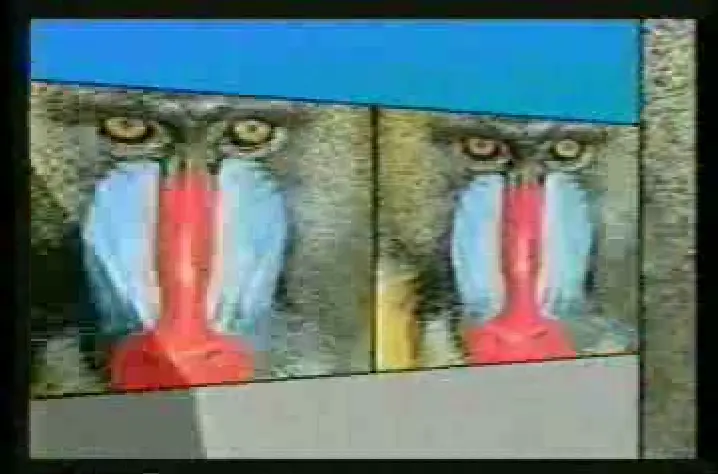 Mandrill Maze