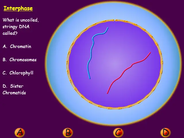 Snurfle Meiosis and Genetics