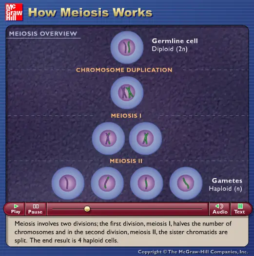 How Meiosis Works