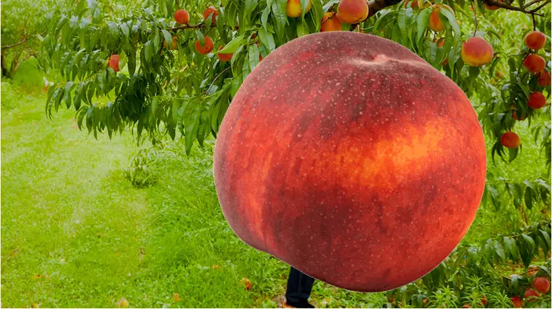 In Peach Donald Trump!