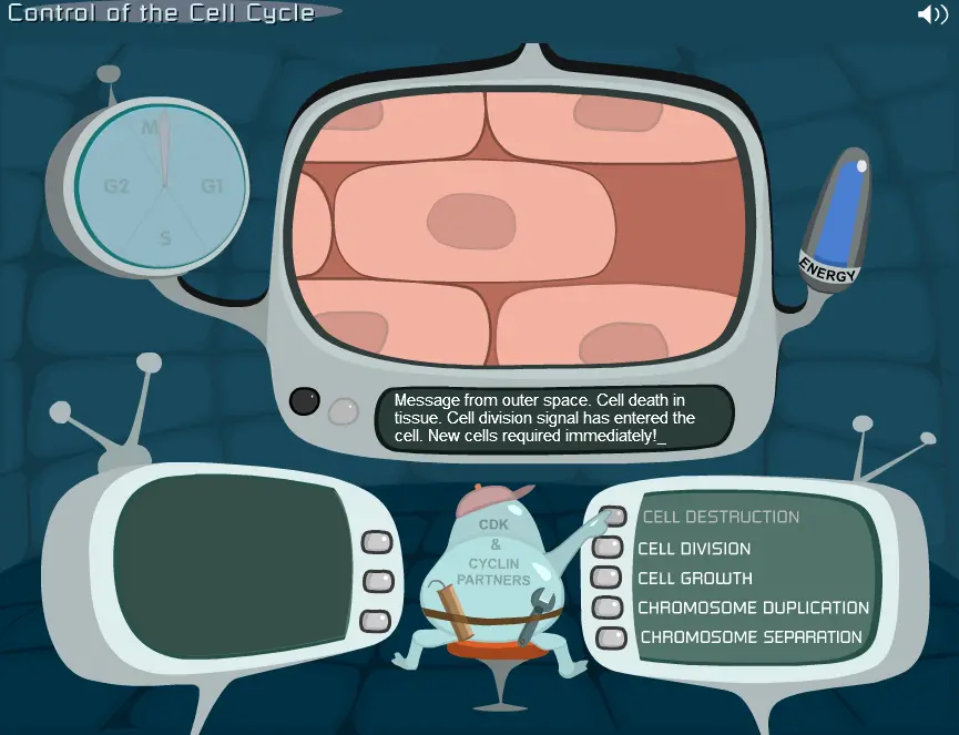 Control of the Cell Cycle