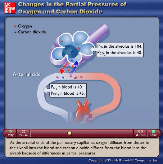 Changes in the Partial Pressures of Oxygen and Carbon Dioxide