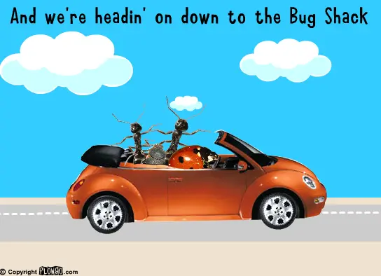 Bug Shack