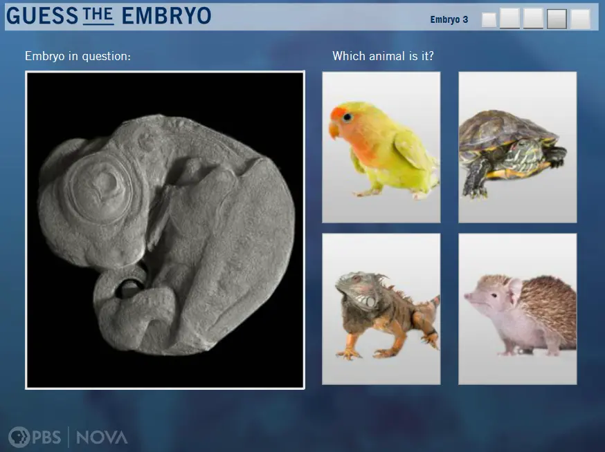 Guess the Embryo