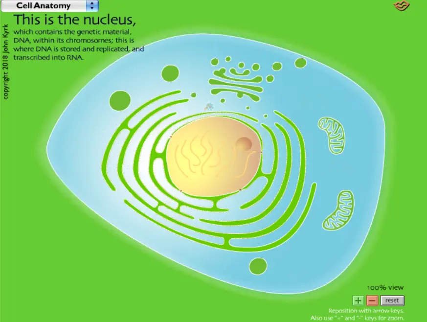 Cell Anatomy