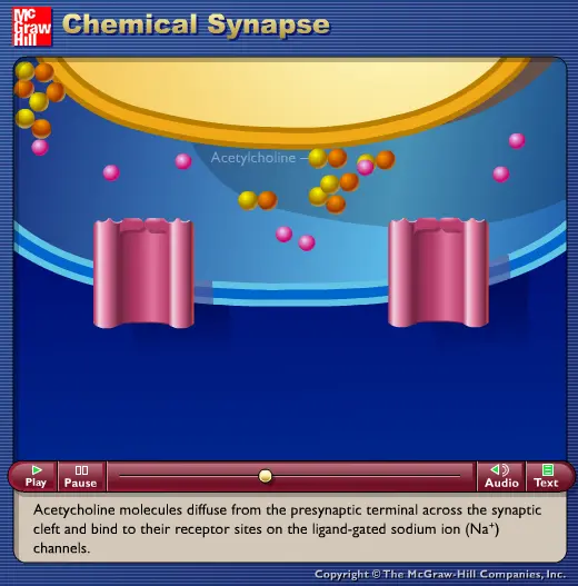 Chemical Synapse