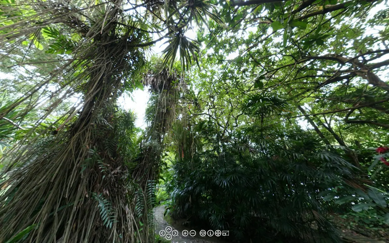Singapore Botanic Gardens Series - 4