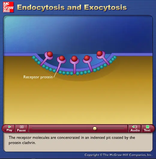 Endocytosis and Exocytosis