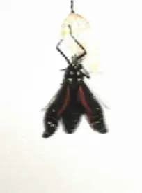 Chrysalis