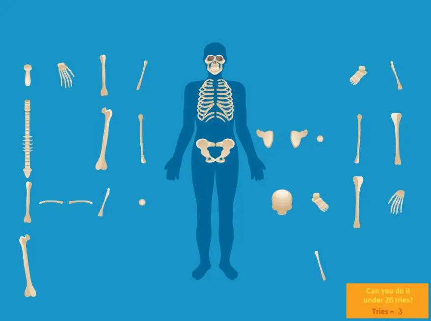Skeletal System