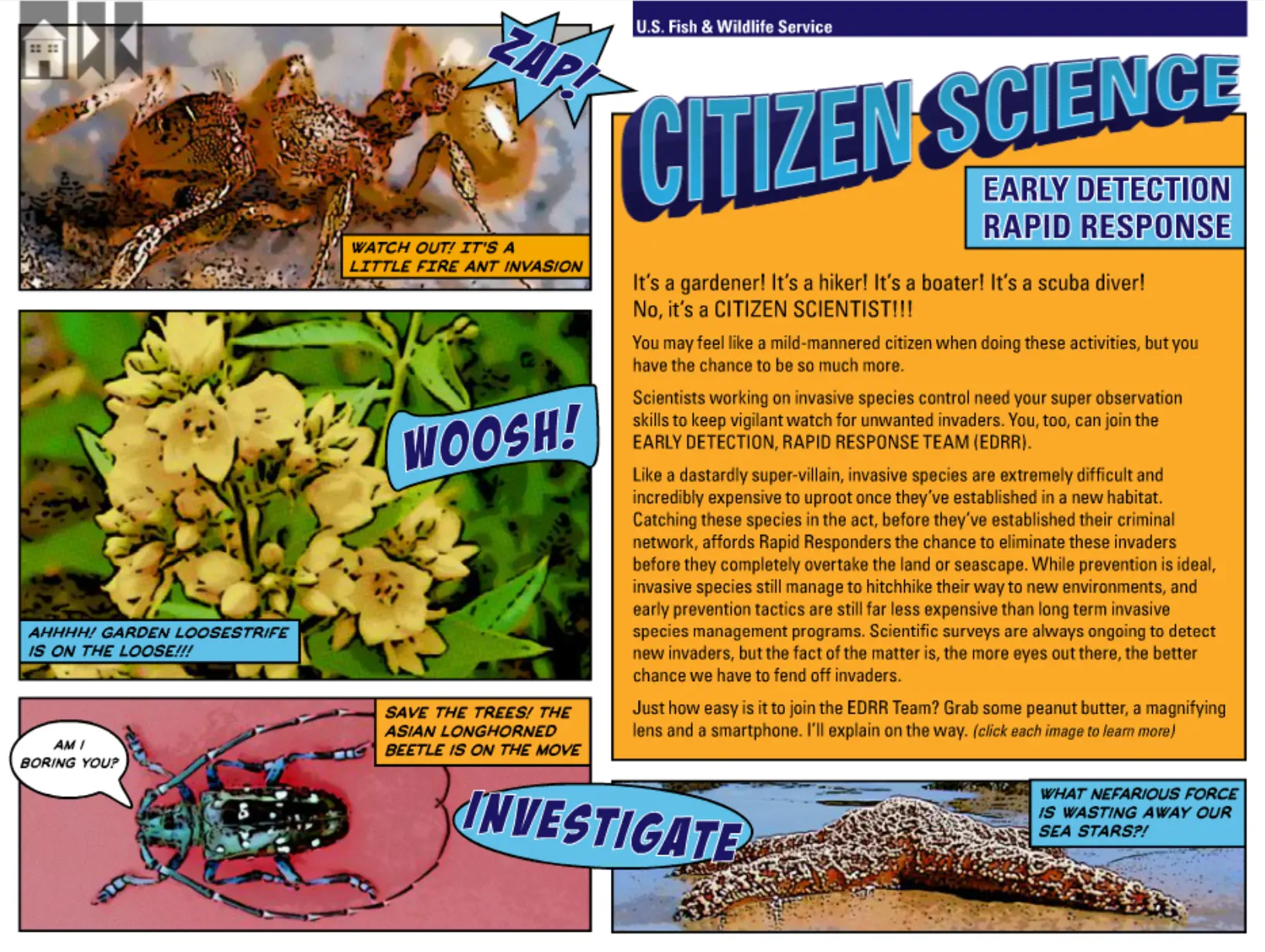 Invasives Quarterly - Spring 2014