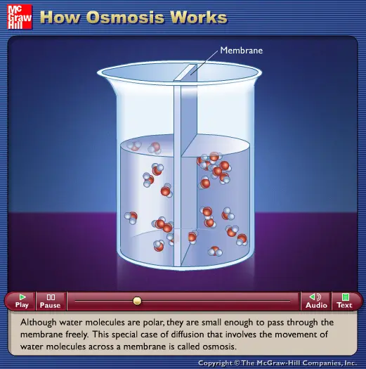 How Osmosis Works