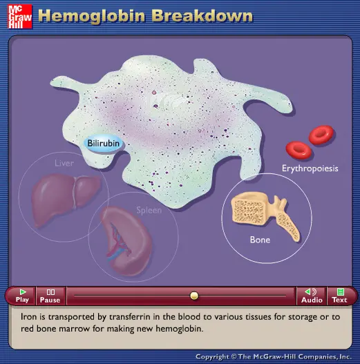 Hemoglobin Breakdown