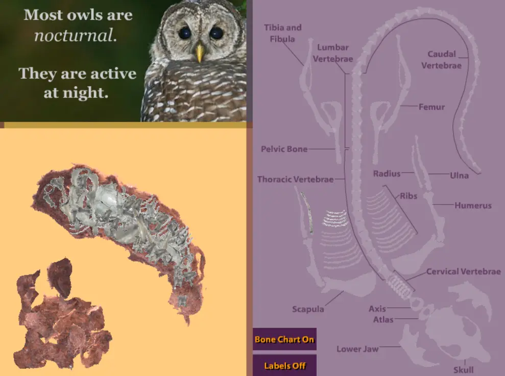 Virtual Owl Pellet Dissection