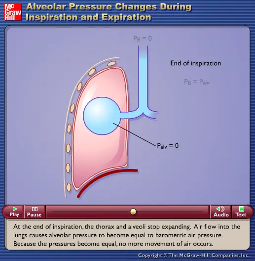 Alveolar Pressure Changes During Inspiration and Expiration