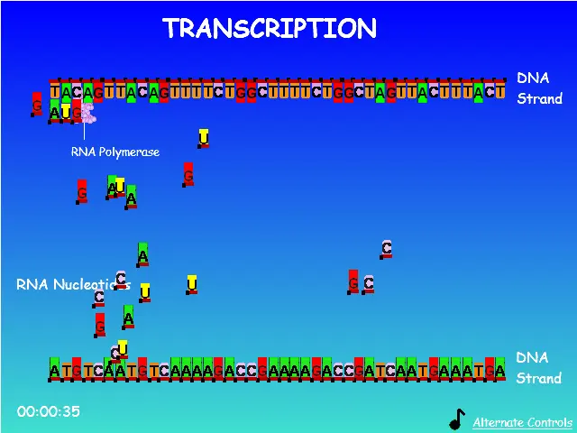 Protein Synthesis Race!