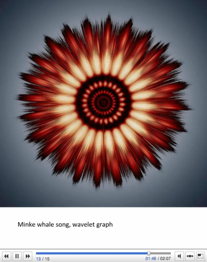 Whale Songs