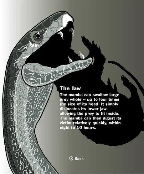 When A Mamba Strikes