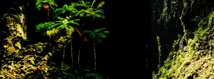 Undergrowth