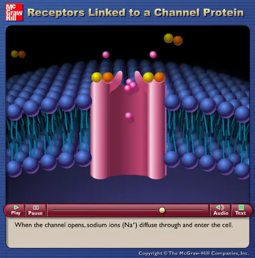Receptors Linked to a Channel Protein