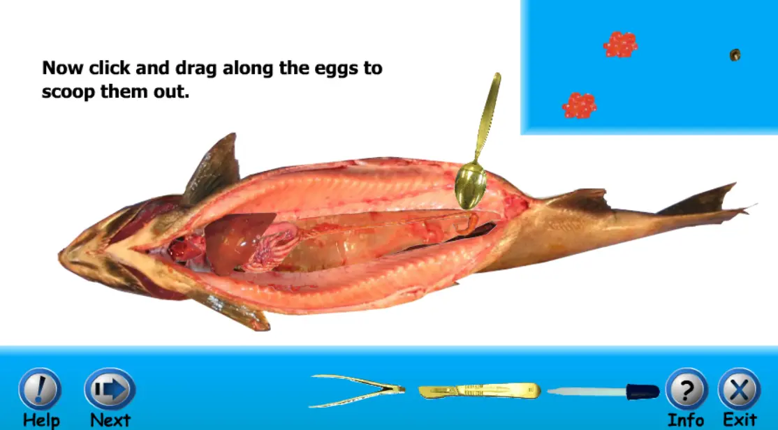 Salmon Dissection Game!