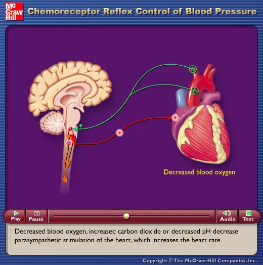 Chemoreceptor Reflex Control of Blood Pressure
