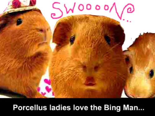 The Real Bing Cavy