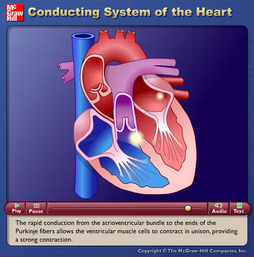 Conducting System of the Heart
