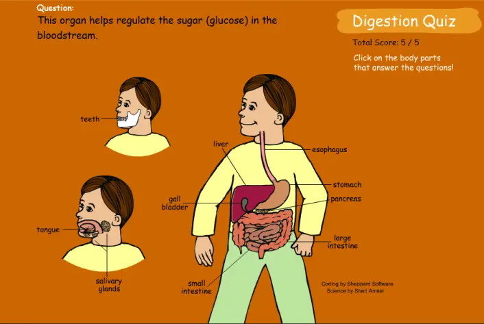Digestion Quiz