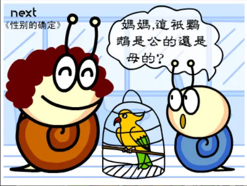 牛牛漫画#036 《性别的确定》