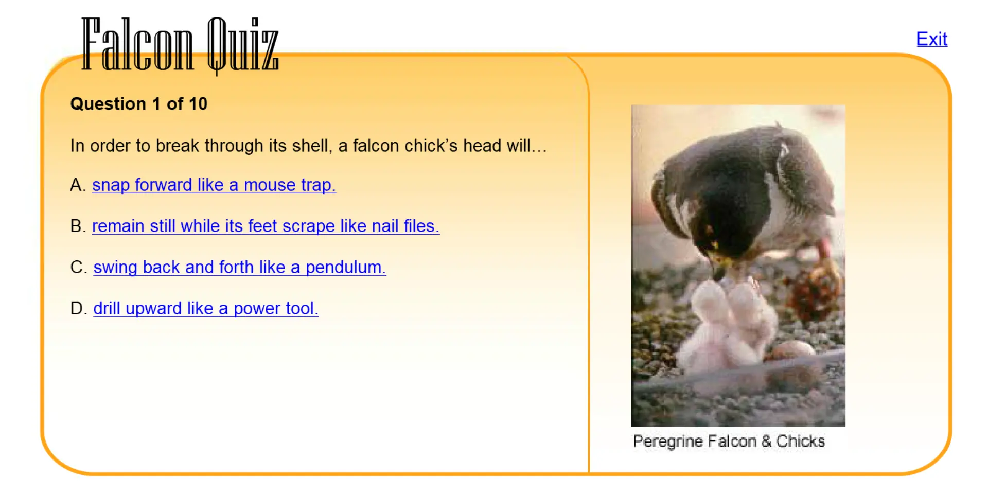 Falcon Quiz