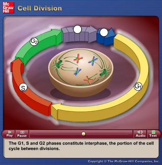 Cell Division