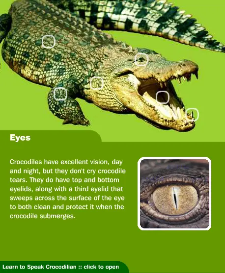 Ferocious Crocs