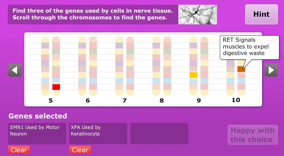 Genes and Your Cells