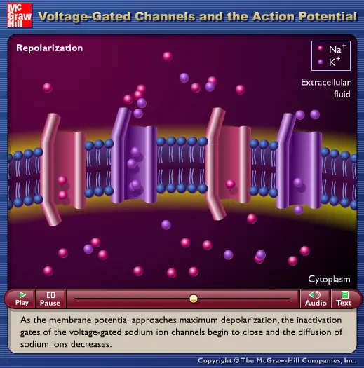 Voltage-Gated Channels and the Action Potential