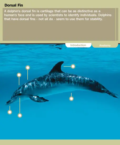 Dolphins Explored
