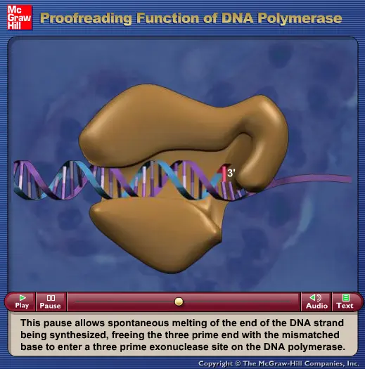 Proofreading Function of DNA Polymerase