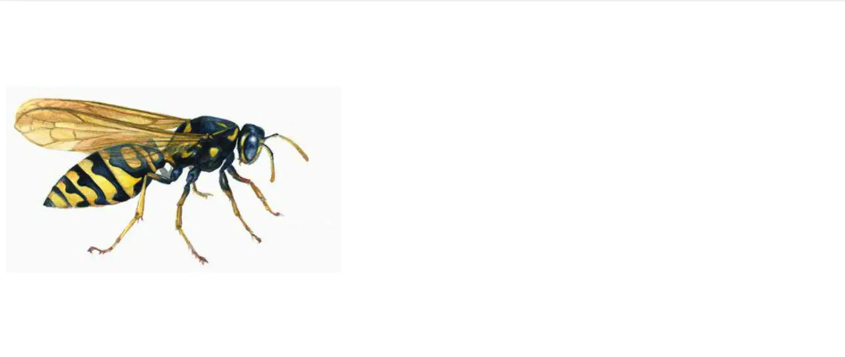 Wasp Sound