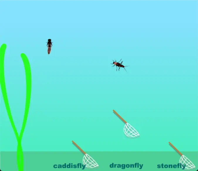 Net-a-Nymph