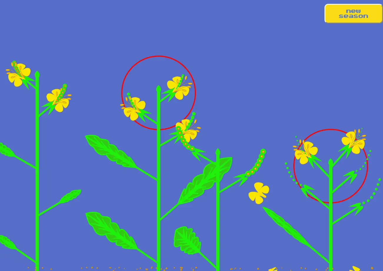 Evolving Plants - Mustard